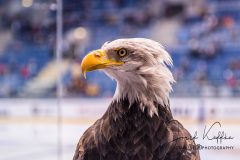 HC Slovan Bratislava - CSKA Moscow HC Slovan Bratislava - CSKA Moscow
