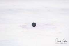 HC Slovan Bratislava - HK Nitra HC Slovan Bratislava - HK Nitra