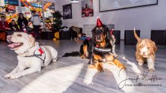 Kart Arena Kart Arena